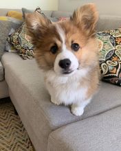 CUTE CORGI PUPPIES AVAILABLE FOR YOUR HOME Image eClassifieds4u 2