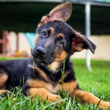 German sheperd puppies for adoption and rehoming Image eClassifieds4U