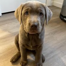 labrador for adoption Image eClassifieds4U