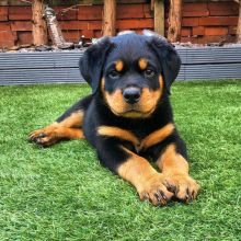 Rottwellier puppies for adoption Image eClassifieds4U