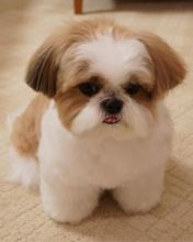 shih tzi for adoption Image eClassifieds4U