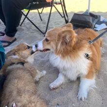 WELSH CORGI (PEMBROKE) PUPPY FOR ADOPTION Image eClassifieds4u 2