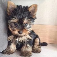 yorkie puppies for adoption and rehoming Image eClassifieds4U