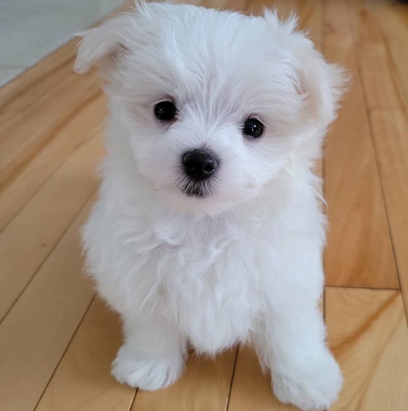 maltese pupies for adoption and rehoming Image eClassifieds4u