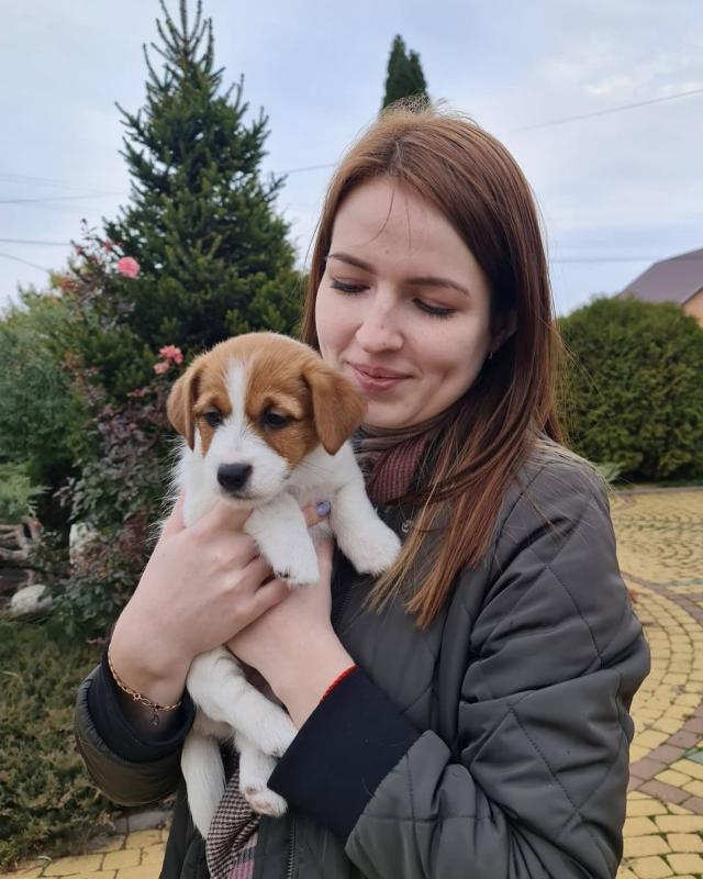 Priceless Jack Russell Terrier Puppies For Re-Homing Image eClassifieds4u