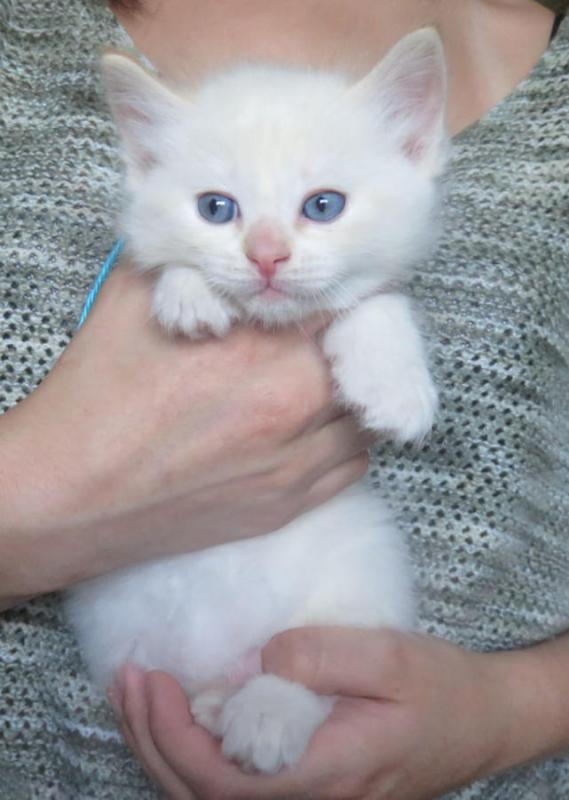 Ragdoll Kittens Male and female for adoption Image eClassifieds4u