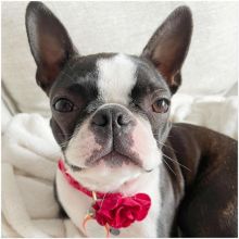 Boston Terrier Puppies For Adoption