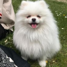 Celebrity Pomeranian Puppies For A Good Homes.