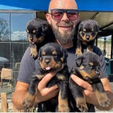 Energetic Rottweiler Puppies Available For Adoption