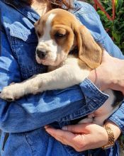 Excellent Ckc Beagle Puppies For Re-Homing