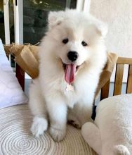 Gorgeous Samoyed Puppies For Adoption