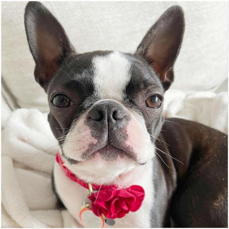 Boston Terrier Puppies For Adoption Image eClassifieds4u