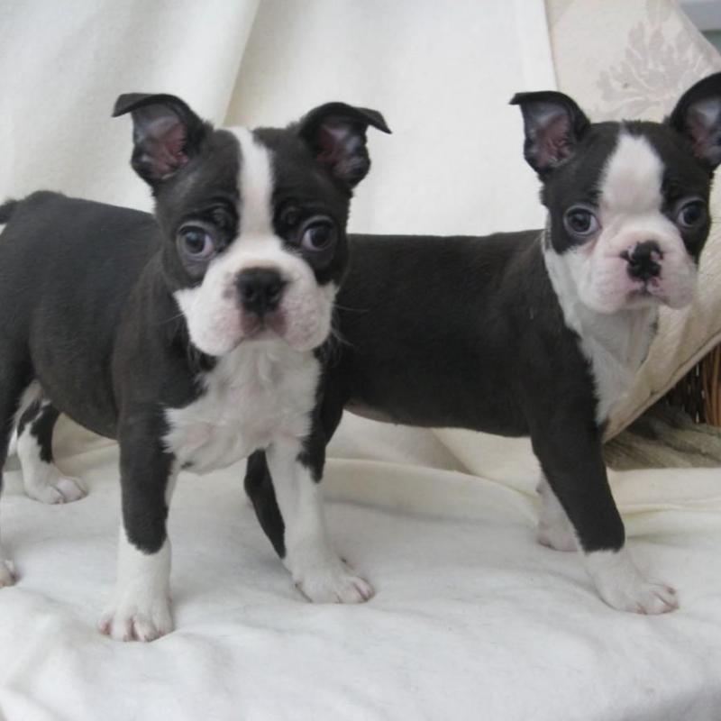 Boston Terrier Puppies For Adoption Image eClassifieds4u