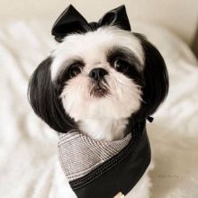 Adorable Shih Tzu Puppies For Re-Homing Image eClassifieds4U