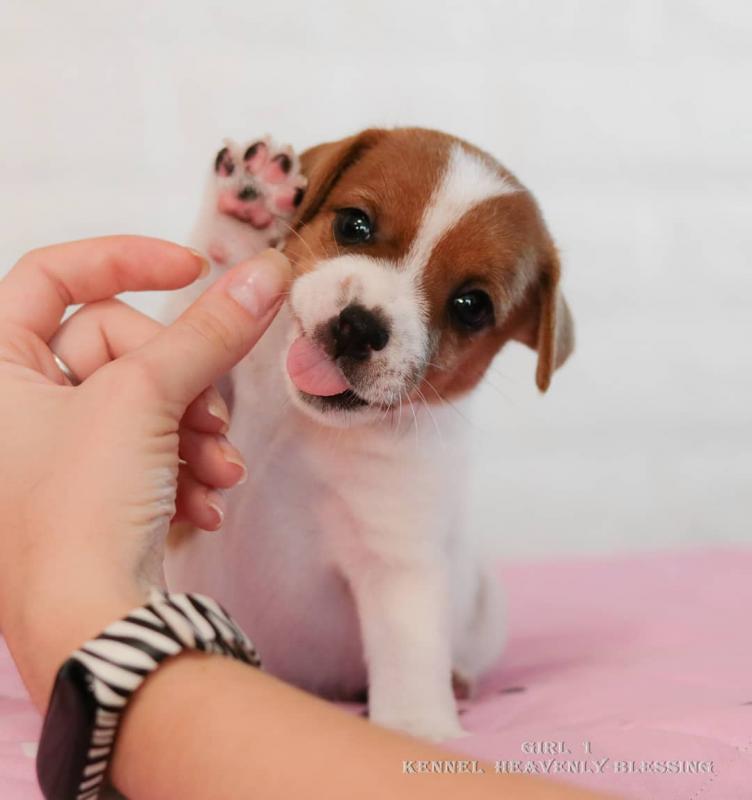 Priceless Jack Russell Terrier Puppies For Re-Homing Image eClassifieds4u