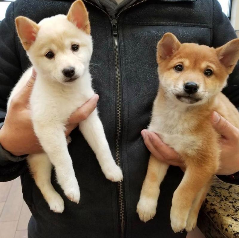Stunning Shiba Inu Puppies Now Ready For Adoption Image eClassifieds4u
