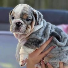 male and female english bulldog puppies contact us at oj557391@gmail.com