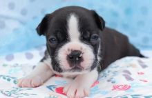 Adopt a Boston terrier puppy today from Us