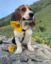 Basset Hound Puppies Ready For Their New Home