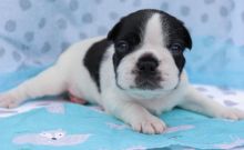 Boston terrier puppies 12 weeks old