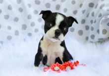 Boston Terrier puppies for a lifetime
