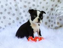 Boston terrier puppies ready for their new and forever lovely homes