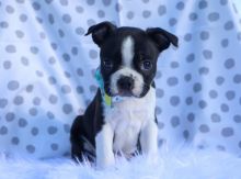 Boston terrier pups available now!!!