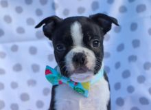 Boston terrier pups for Loving homes now!!!