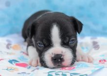 Christmas Boston terrier puppies