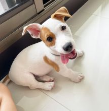 JACK RUSSEL PUPPIES AVAILABLE FOR FREE ADOPTION