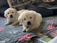 shtghbg Golden Retriever puppies Ready