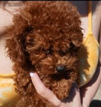 Toy poodle; Call/Text (707) 355-4096