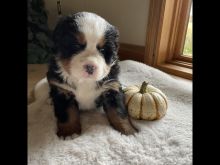 Purebred Bernese Mountain Puppies; Call/Text (707) 355-4096