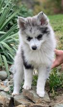 Gorgeous Pomsky Puppies! Call/Text (707) 355-4096