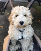 Doodle puppy: Call/Text (707) 355-4096