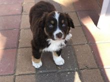 AUSTRALIAN SHEPHERD PUPPIES. Call/Text (707) 355-4096