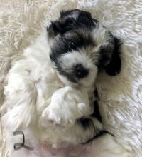 Beautiful Morkie Puppies. Call/Text (707) 355-4096