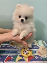 Korean Pomeranian (Teacup size)😍 Call/Text (707) 355-4096