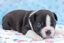 Top quality Male and Female Boston terrier puppies for adoption