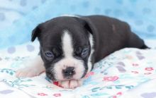 Vet checked Boston Terrier pups