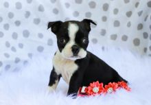Why you need a Boston Terrier pup