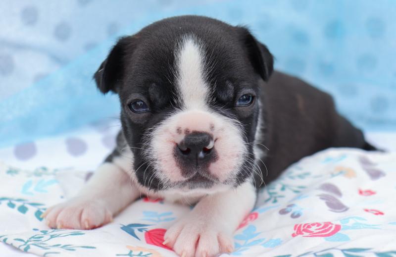 Adopt a Boston terrier puppy today from Us Image eClassifieds4u