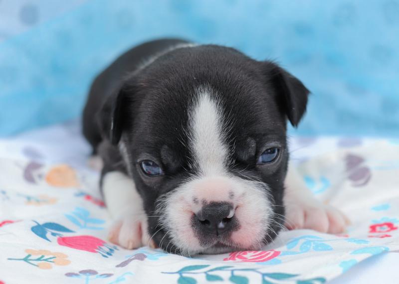 Christmas Boston terrier puppies Image eClassifieds4u