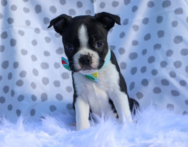 Christmas Boston terrier puppies.!!! Image eClassifieds4u