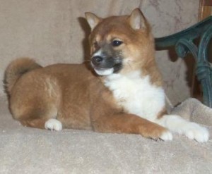 Cute shiba Inu puppies now ready to go to new families.please contact us. Image eClassifieds4u