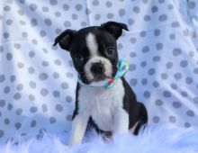 Boston terrier puppies ready for rehoming Image eClassifieds4U