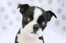 Gorgeous Boston Terrier puppies Image eClassifieds4U
