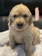 Golden Retriever Puppies for Sale! Call/Text (707) 355-4096 Image eClassifieds4U