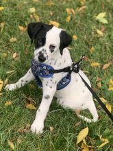 Dalmatian puppy. Call/Text (707) 355-4096 Image eClassifieds4U