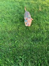 American Bully. Call/Text (707) 355-4096 Image eClassifieds4U